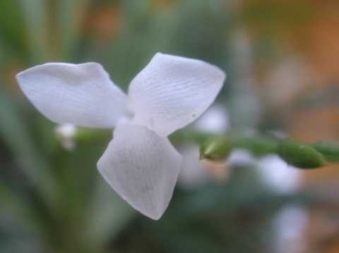 Lemeltonia narthecioides