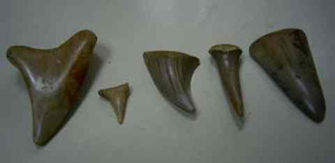 Several species of shark tooth