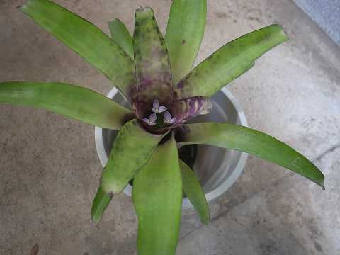 Neoregelia smithii