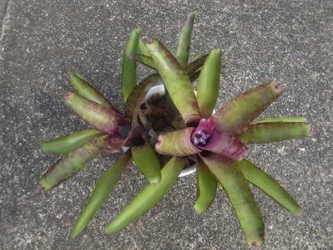 Neoregelia smithii