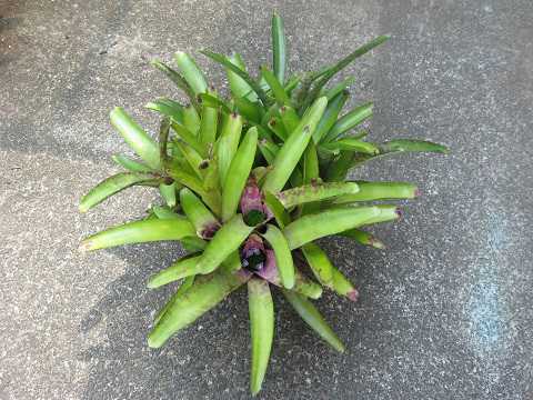 Neoregelia smithii