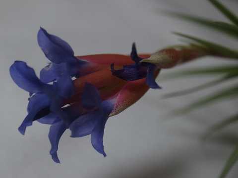 Tillandsia aeranthos 'slender type'