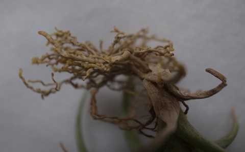 Tillandsia aeranthos 'slender type'