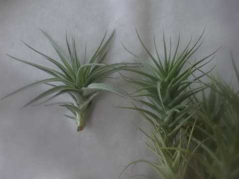 Tillandsia aeranthos var. alba