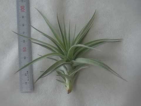 Tillandsia aeranthos var. alba