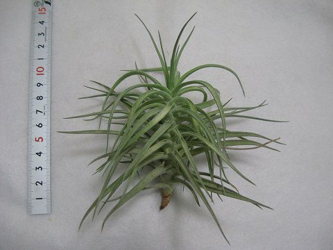Tillandsia aeranthos var. alba
