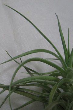 Tillandsia aeranthos var. alba