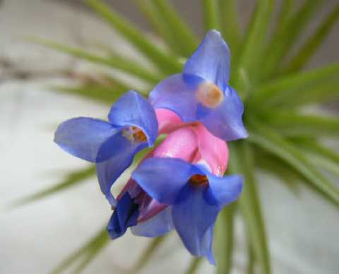 Tillandsia aeranthos