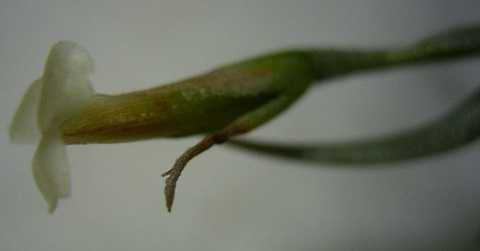 Tillandsia andicola