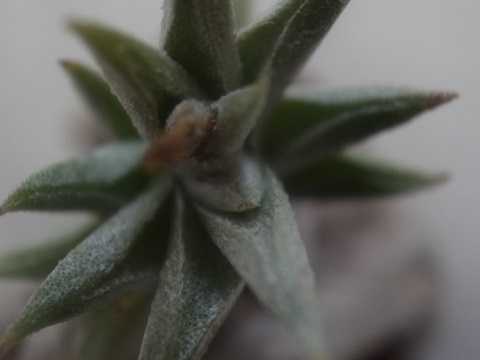 Tillandsia angulosa