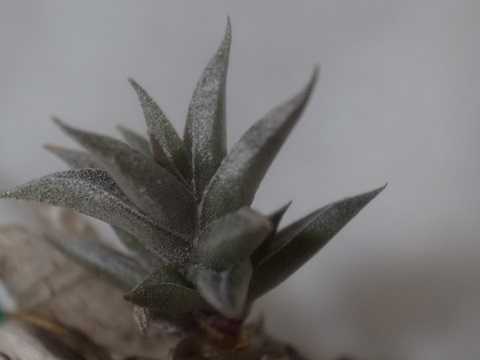 Tillandsia angulosa