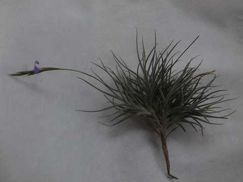 Tillandsia bandensis