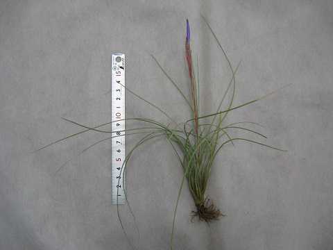 Tillandsia bartramii