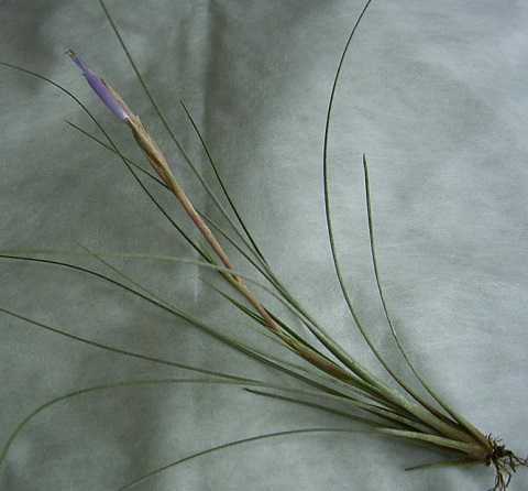 Tillandsia bartramii