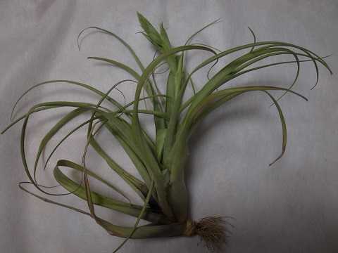 Tillandsia belloensis