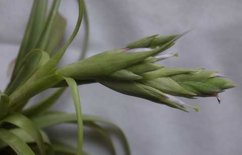 Tillandsia belloensis