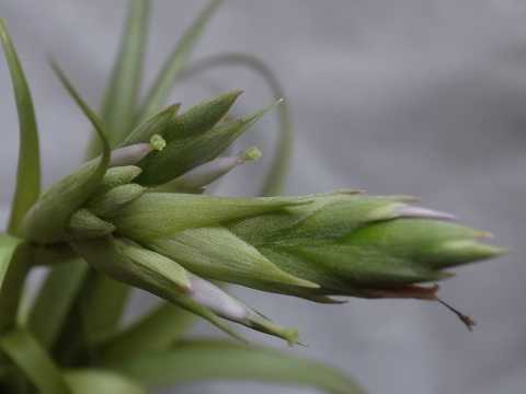 Tillandsia belloensis