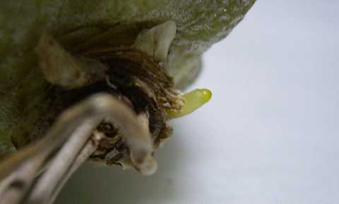Tillandsia boqueronensis