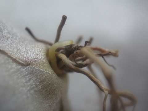 Tillandsia brachyphylla
