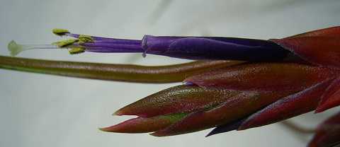 Tillandsia bulbosa Caulescent form
