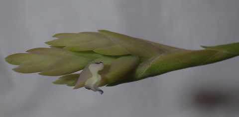 Tillandsia cacticola