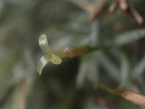 Tillandsia capillaris