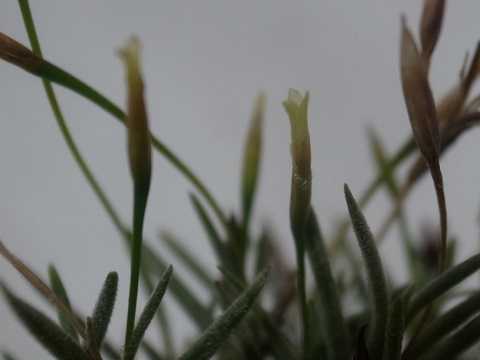 Tillandsia capillaris