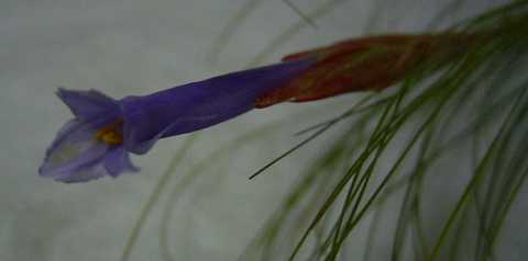 Tillandsia chaetophylla