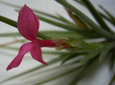 Tillandsia x dorotheae