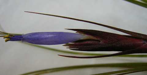 Tillandsia festucoides