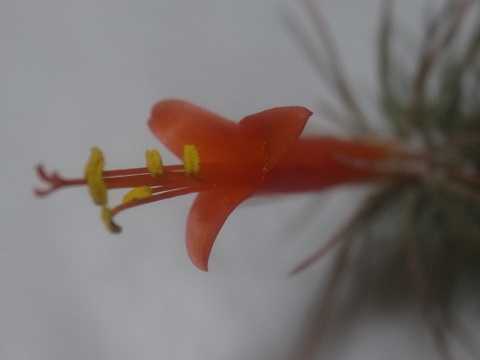 Tillandsia funckiana var. recurvifolia