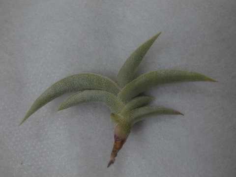 Tillandsia gilliesii