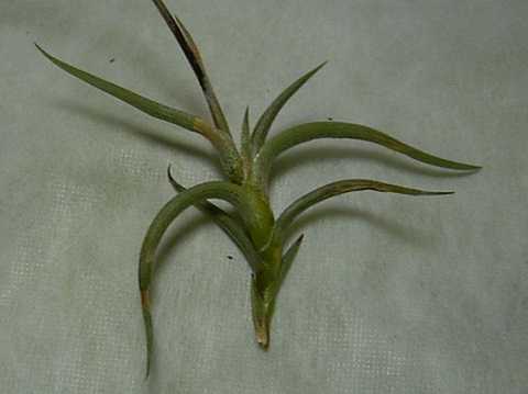 Tillandsia gilliesii