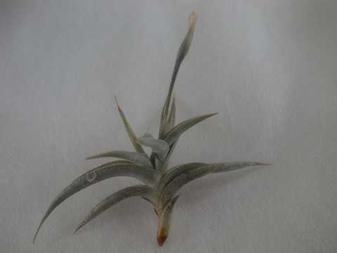Tillandsia gilliesii subsp. polysticha