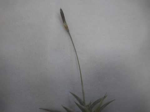 Tillandsia gilliesii subsp. polysticha