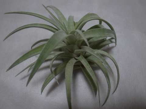 Tillandsia hondurensis