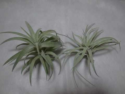 Tillandsia hondurensis