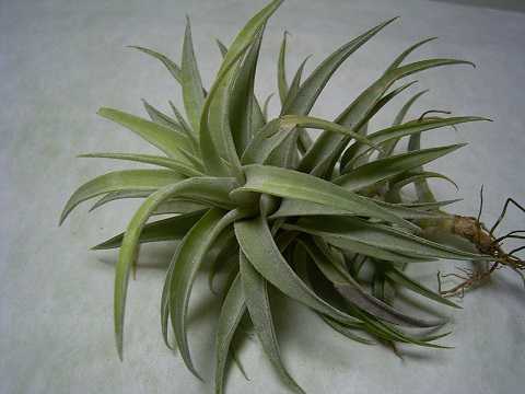 Tillandsia hondurensis