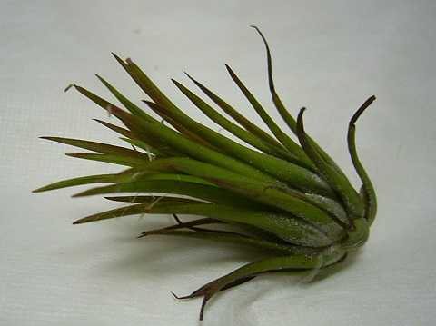 ティランジア イオナンタ 栽培品種 フエゴ