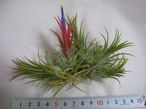 ティランジア イオナンタ 栽培品種 フエゴ