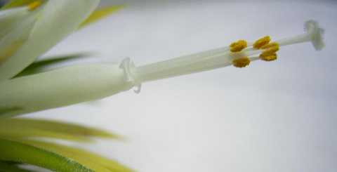 ティランジア イオナンタ 栽培品種 ドゥルイド