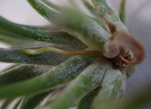 ティランジア イオナンタ 栽培品種 ドゥルイド