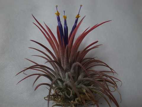 Tillandsia ionantha 'Rubra'