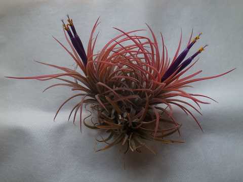 Tillandsia ionantha 'Rubra'