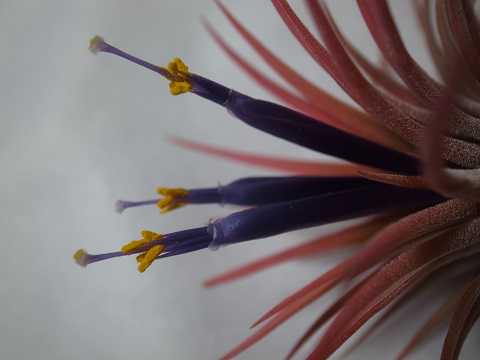 Tillandsia ionantha 'Rubra'