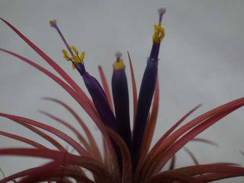 Tillandsia ionantha 'Rubra'