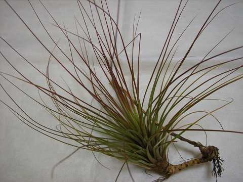 Tillandsia juncea