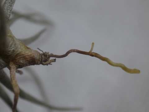 Tillandsia lepidosepala