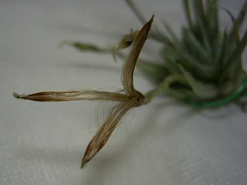 Tillandsia loliacea