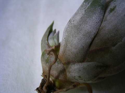 Tillandsia paraensis Silver form